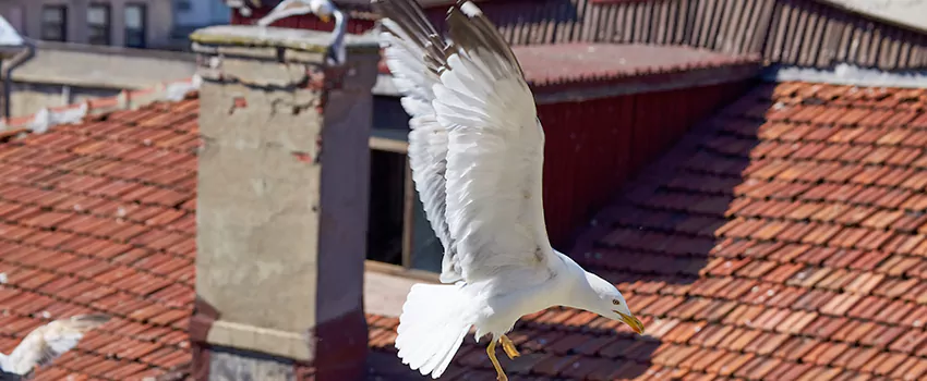 Residential Chimney Animal Removal Solution in Wailuku, HI